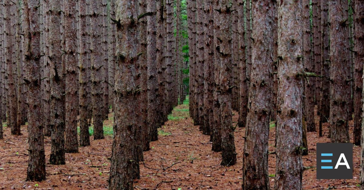 A field of neatly aligned trees